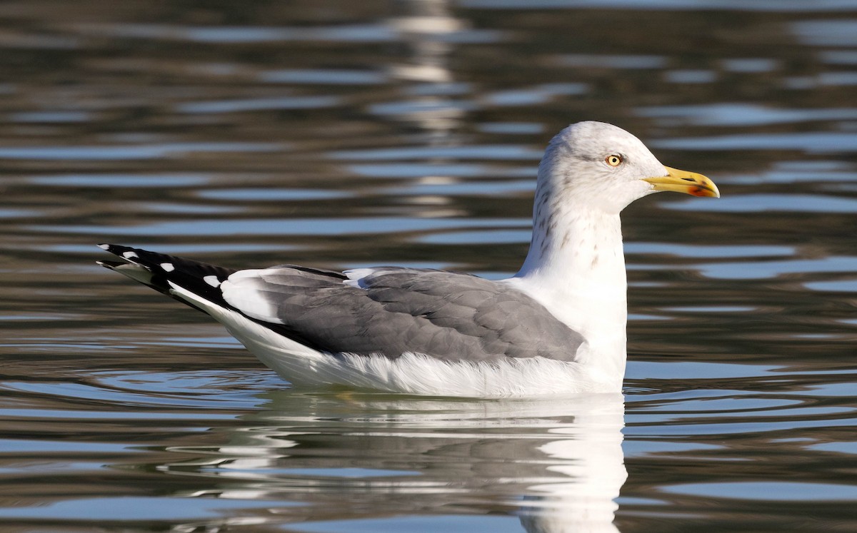 Lesser Black-backed Gull - ML648876088