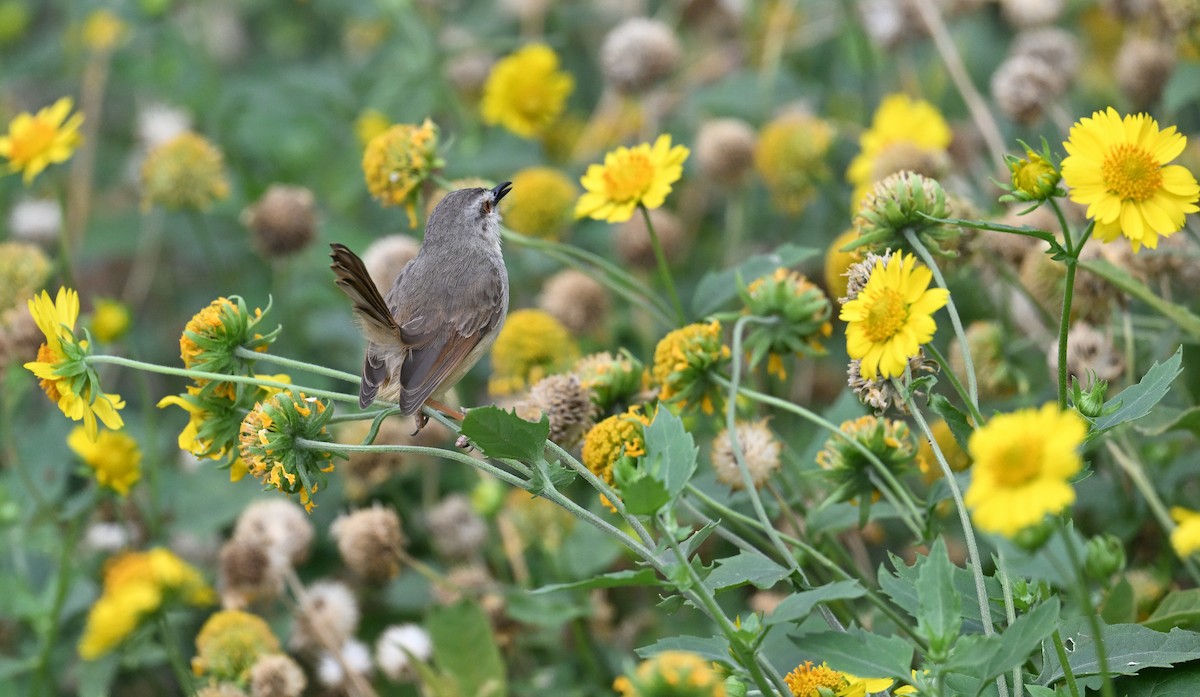 Tawny-flanked Prinia - ML648876252