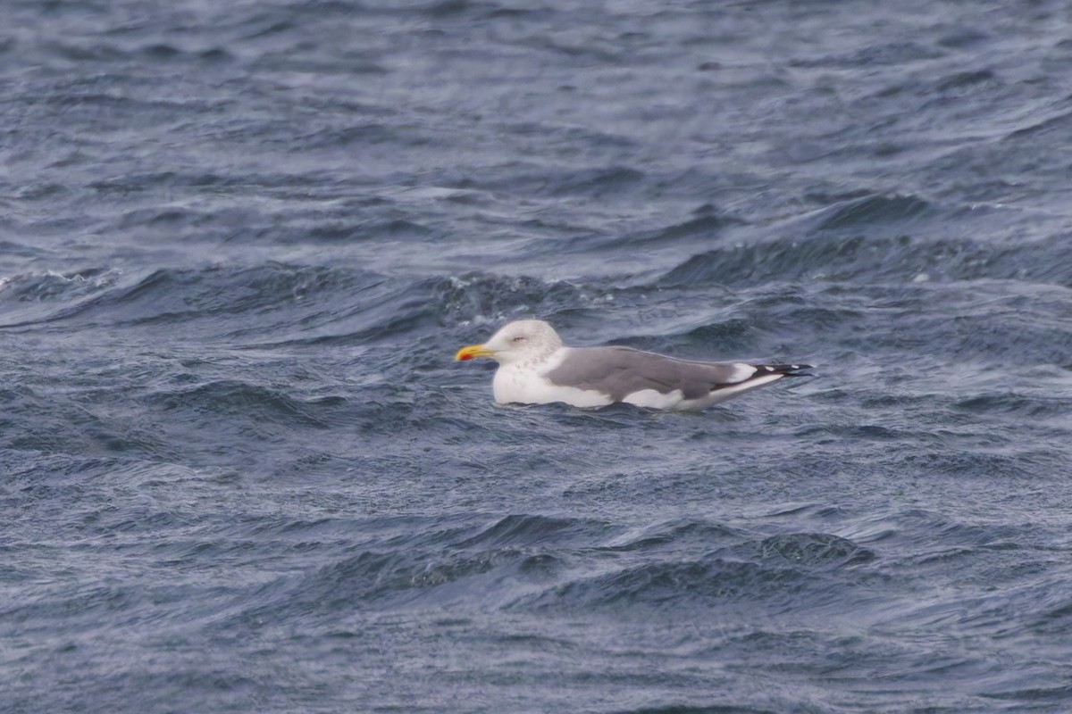 Lesser Black-backed Gull - ML648876254