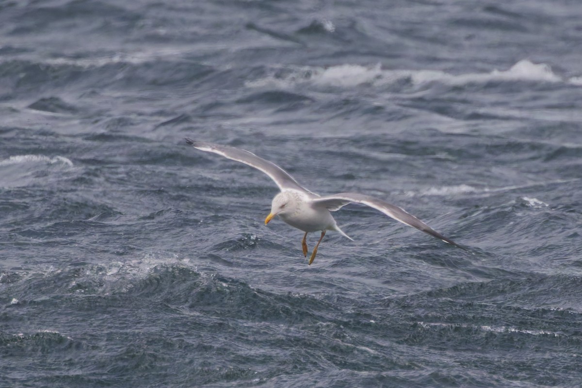 Lesser Black-backed Gull - ML648876255