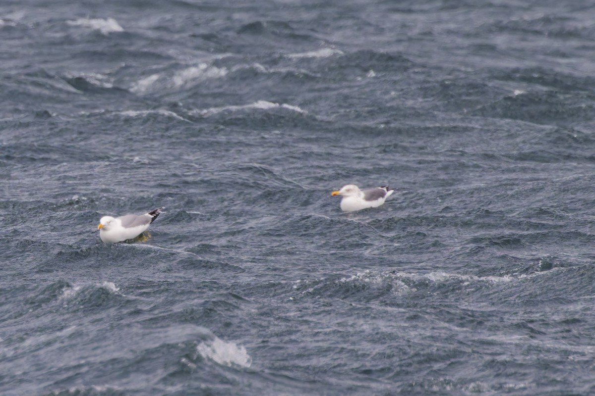 Lesser Black-backed Gull - ML648876256
