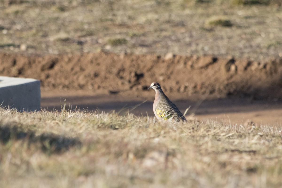 Common Bronzewing - Warren Rowland