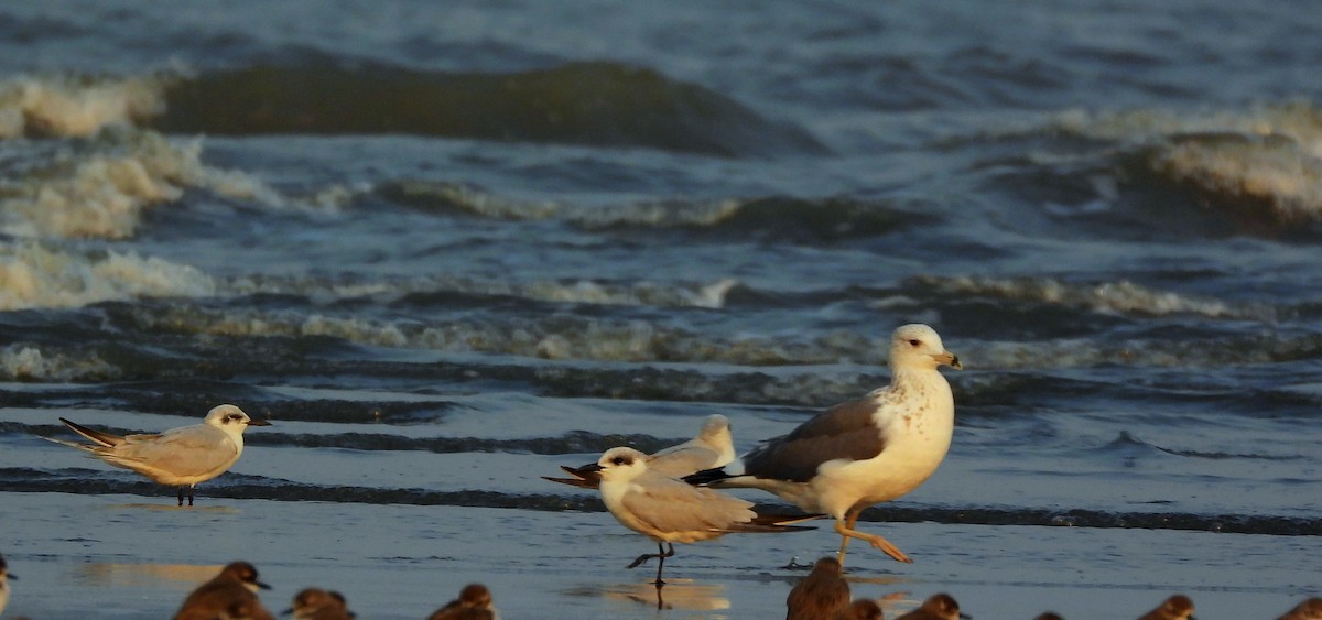 Lesser Black-backed Gull - ML648876322