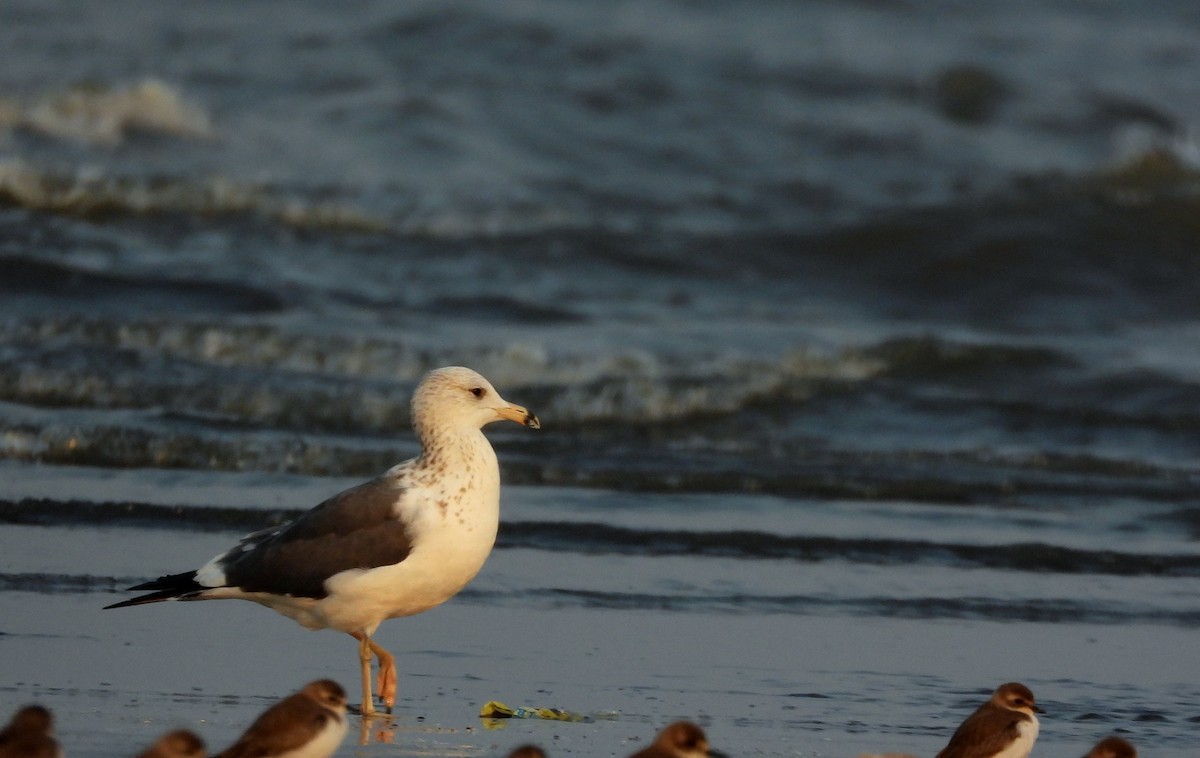Lesser Black-backed Gull - ML648876323