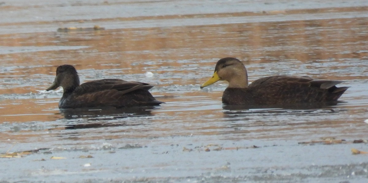 Американская кряква - ML648876426