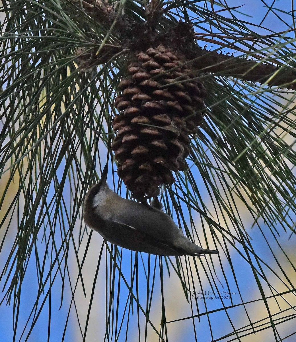 Boz Başlı Sıvacı - ML648876628