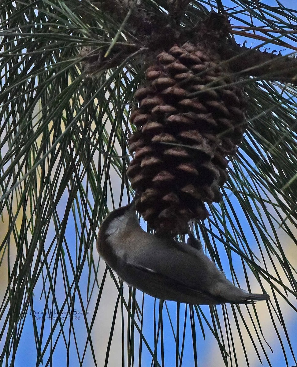 Boz Başlı Sıvacı - ML648876631