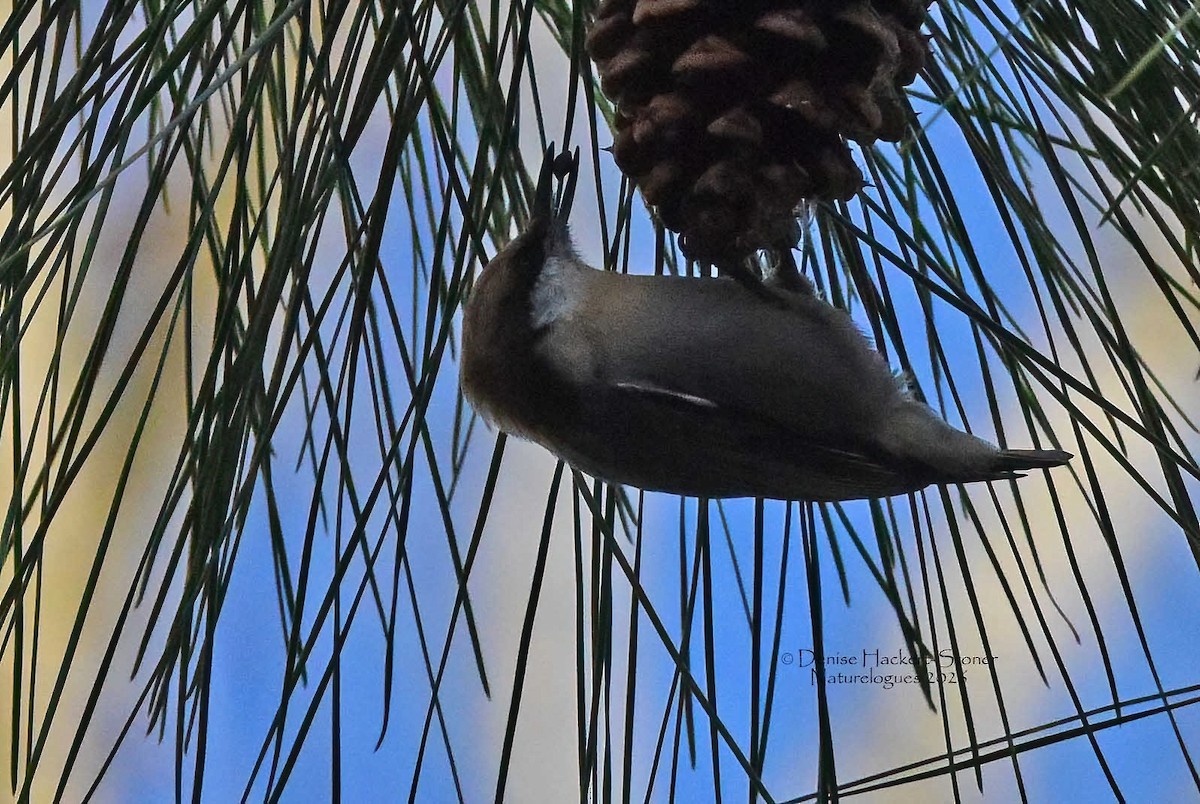 Boz Başlı Sıvacı - ML648876632