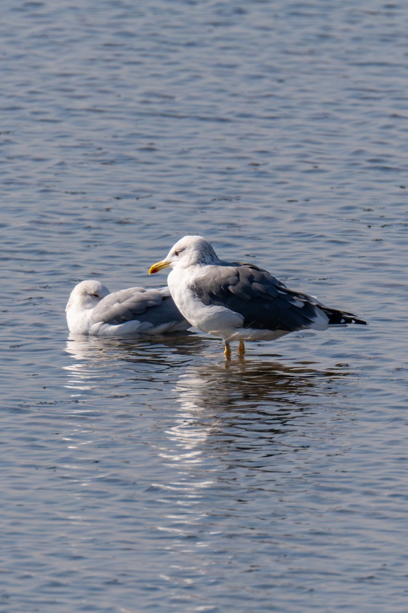 Lesser Black-backed Gull - ML648876824