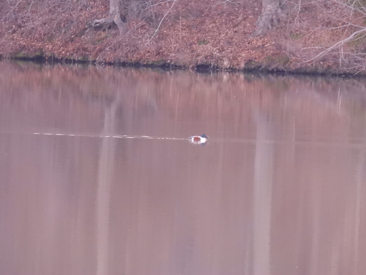 Ahate mokozabal zuria - ML648876971