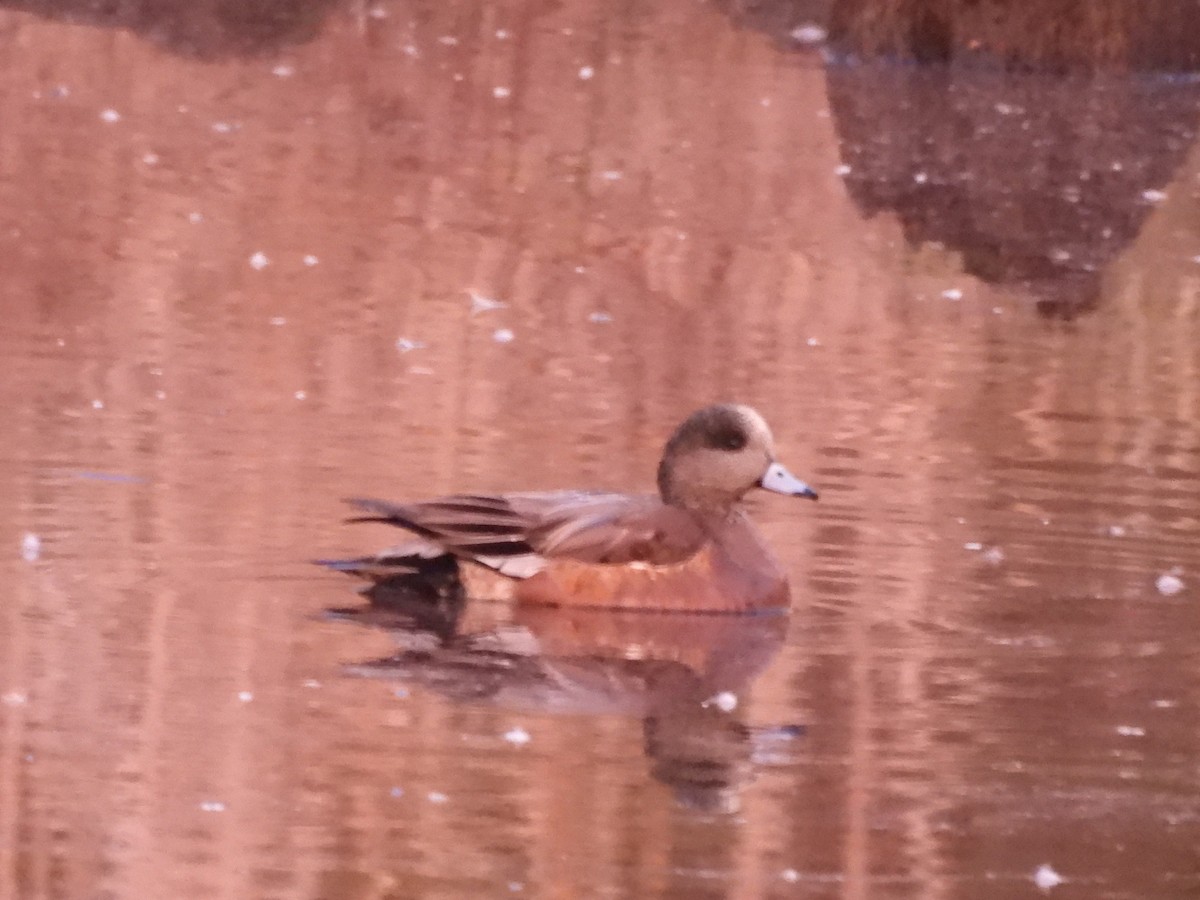 Ahate txistulari amerikarra - ML648876979