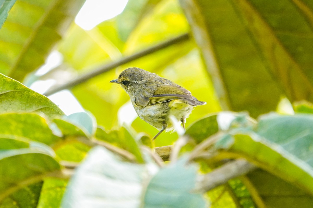 Mosquitero Filipino - ML648876994
