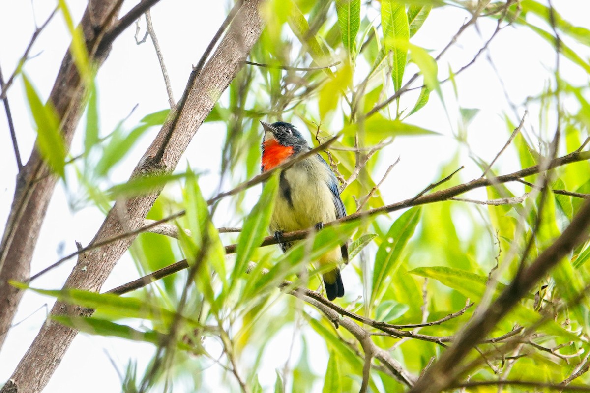 Dicée de Luçon - ML648876996