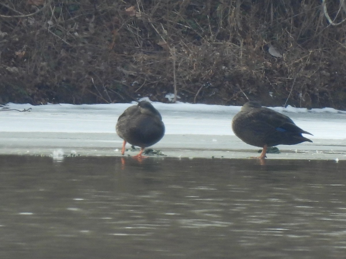 Американская кряква - ML648877177