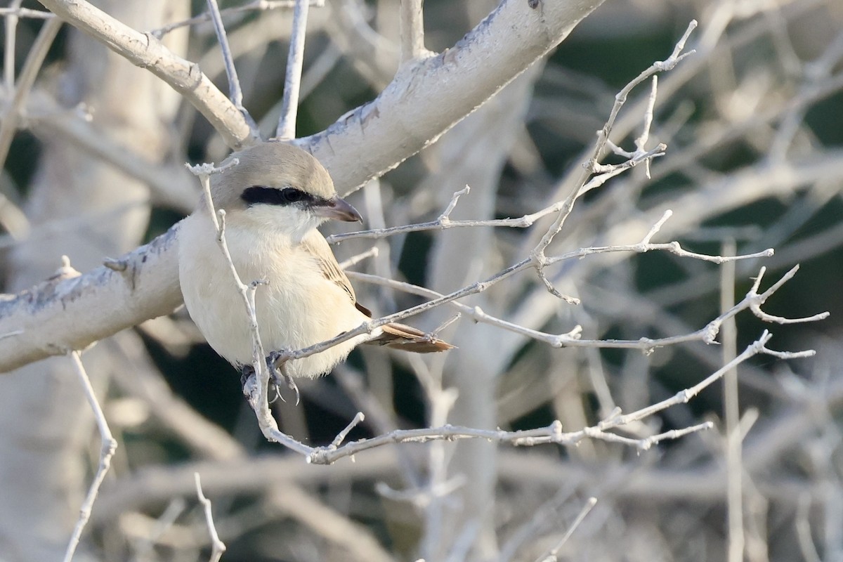 Isabelline Shrike - ML648877538