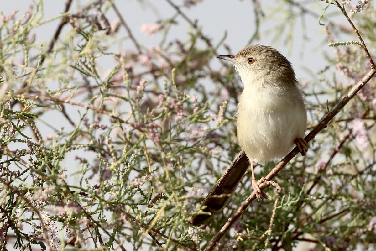 Delicate Prinia - ML648877545