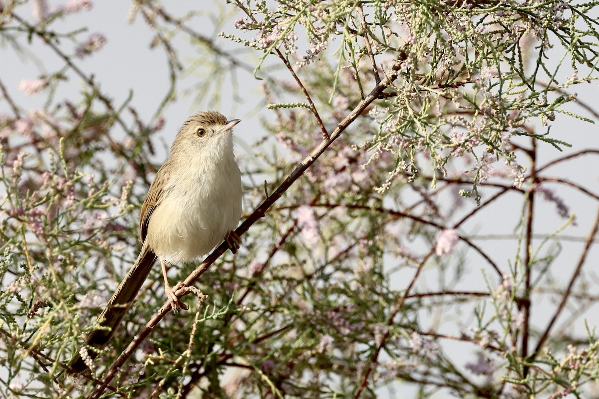 Delicate Prinia - ML648877546