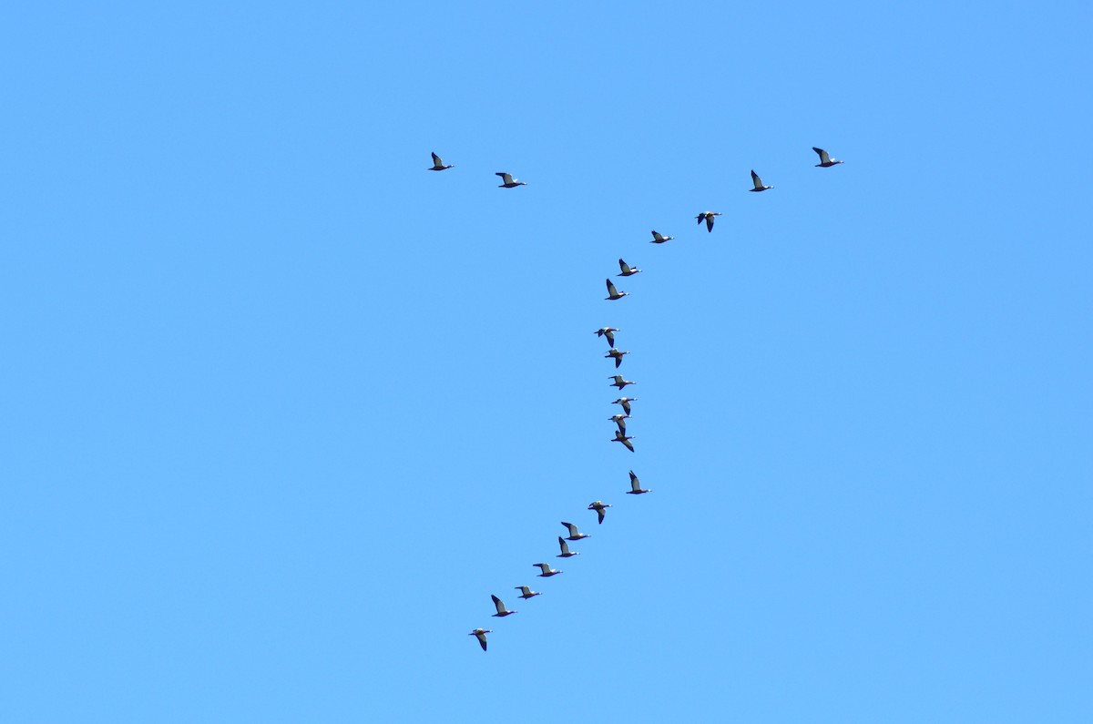 Tarro Canelo - ML648877585