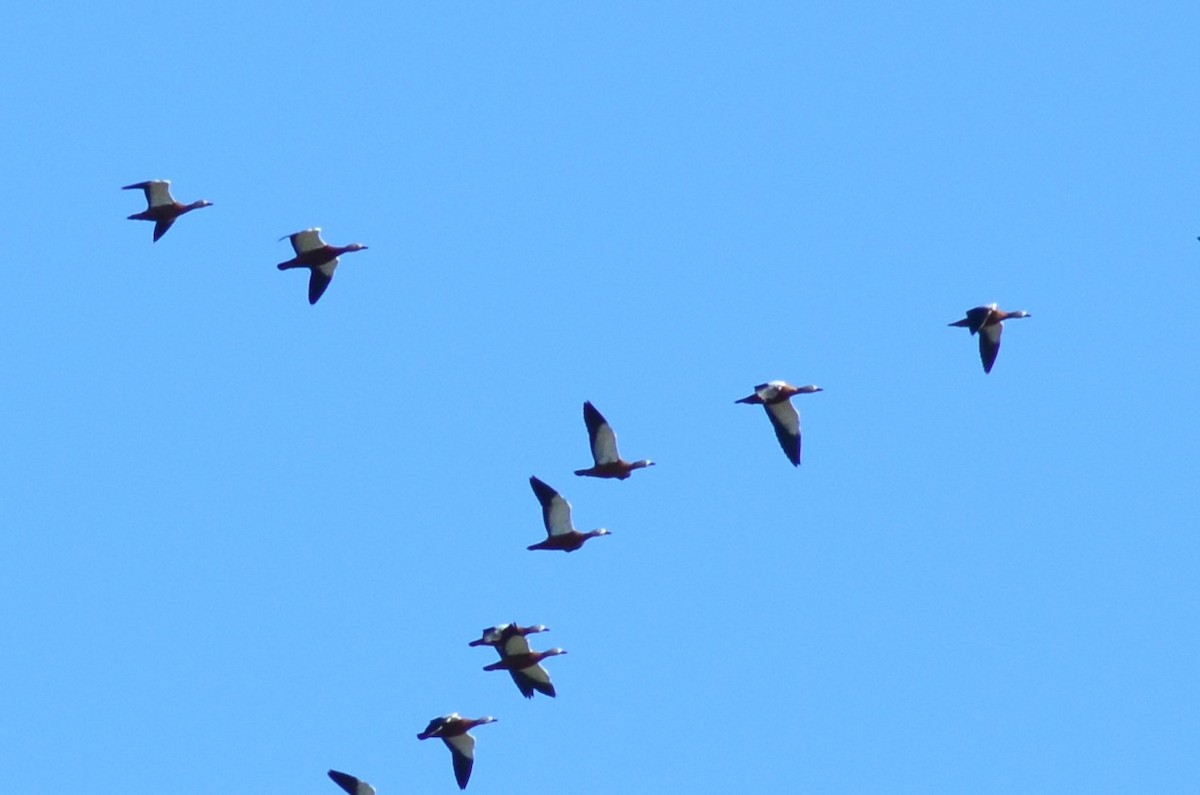 Tarro Canelo - ML648877586