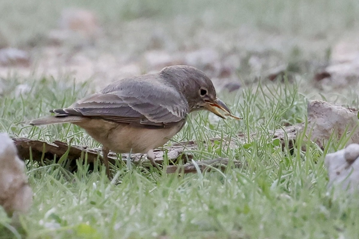 Desert Lark - ML648877667