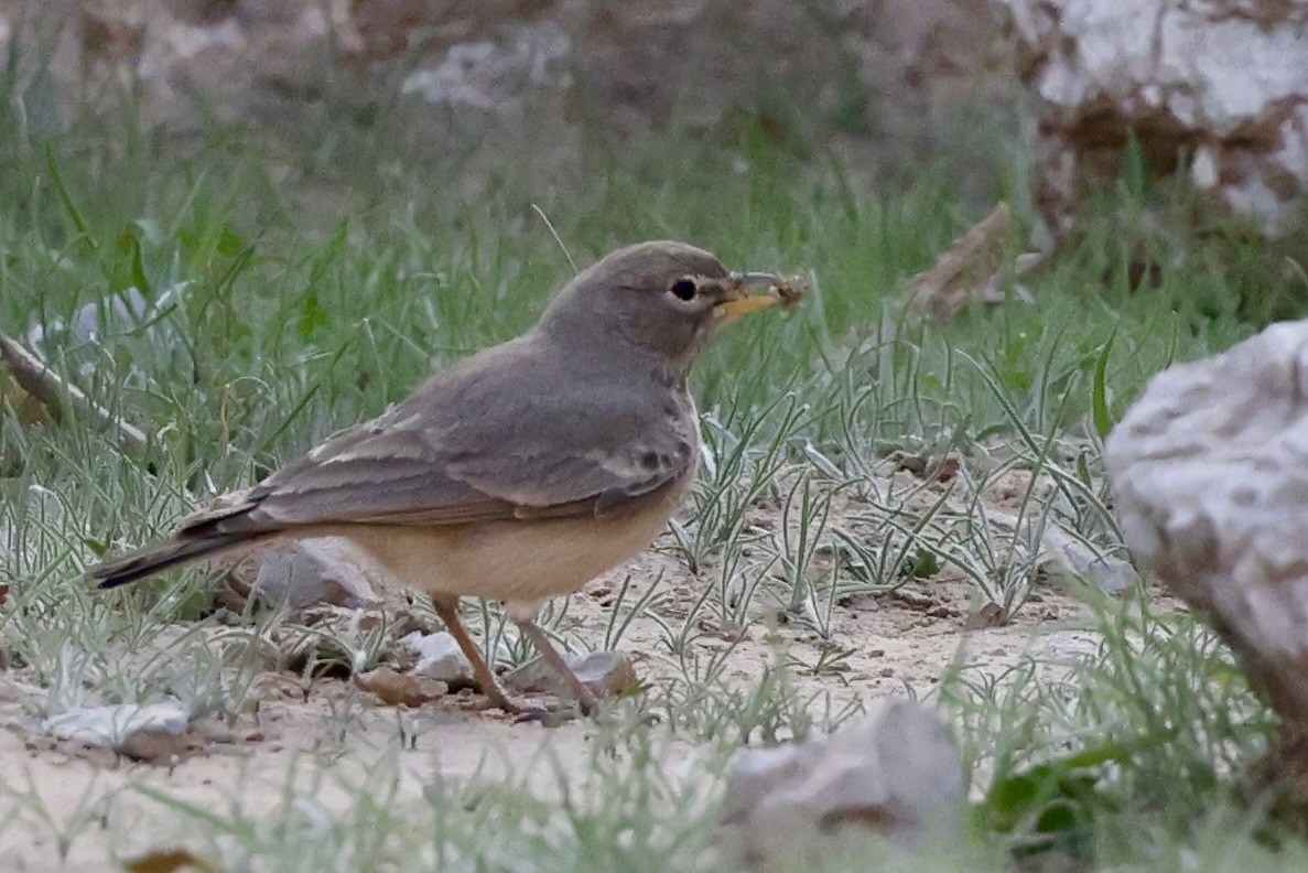 Desert Lark - ML648877668