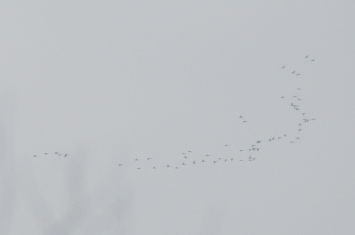 Ánade Rabudo - ML648877686