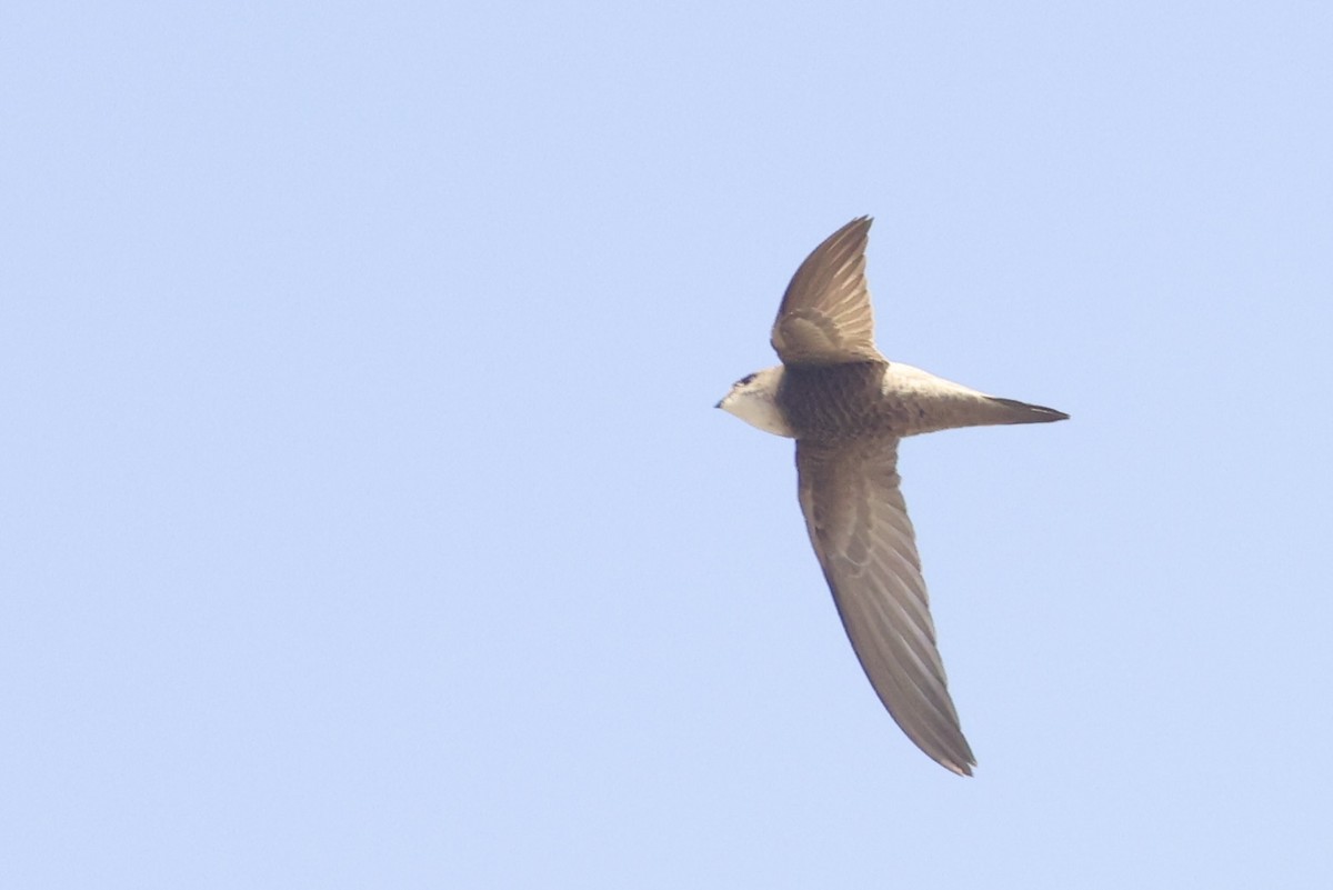 Pallid Swift - ML648877715