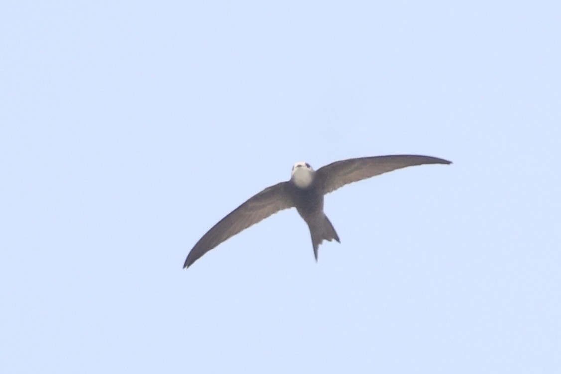 Pallid Swift - ML648877716