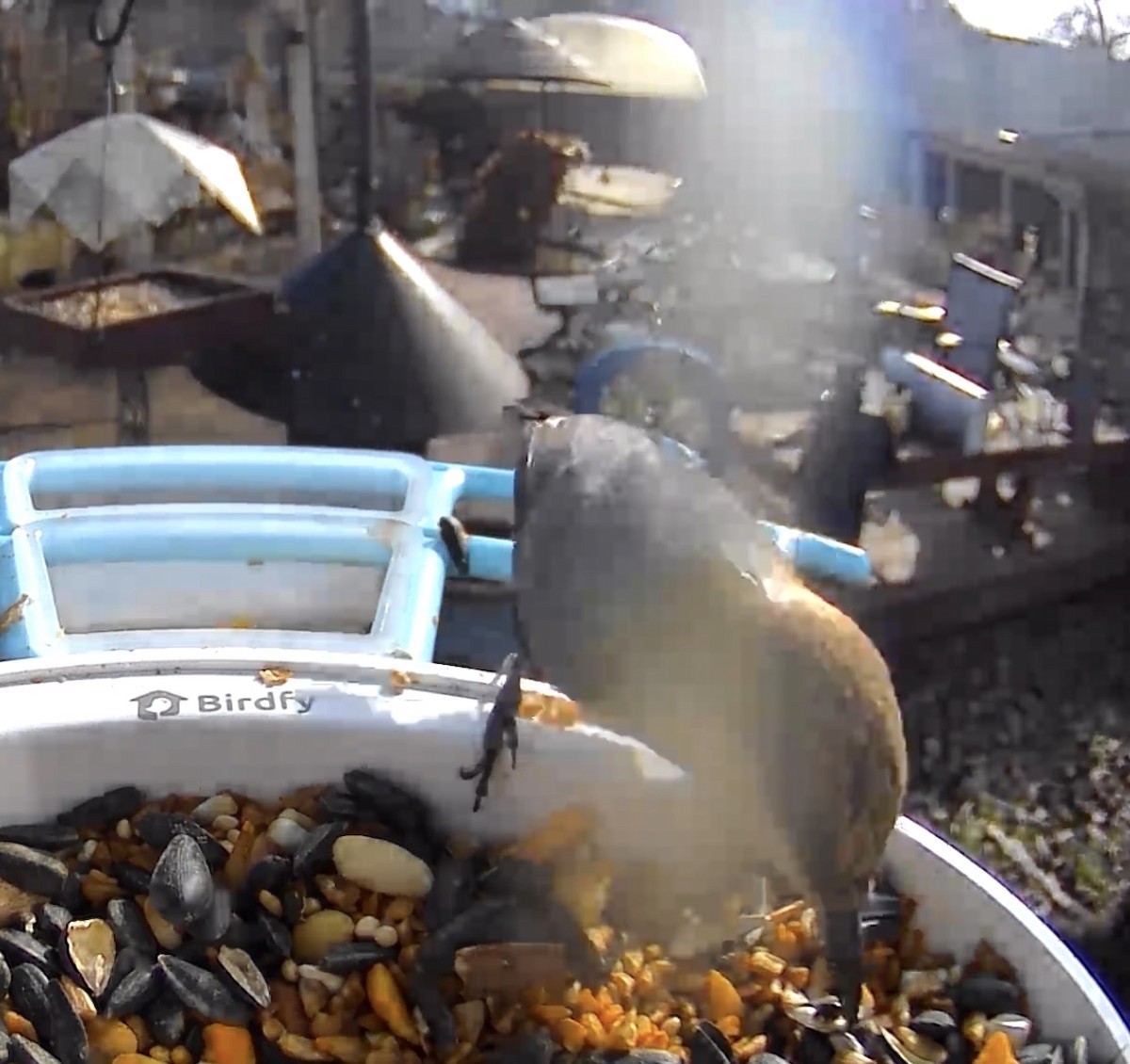 Boz Başlı Sıvacı - ML648877724