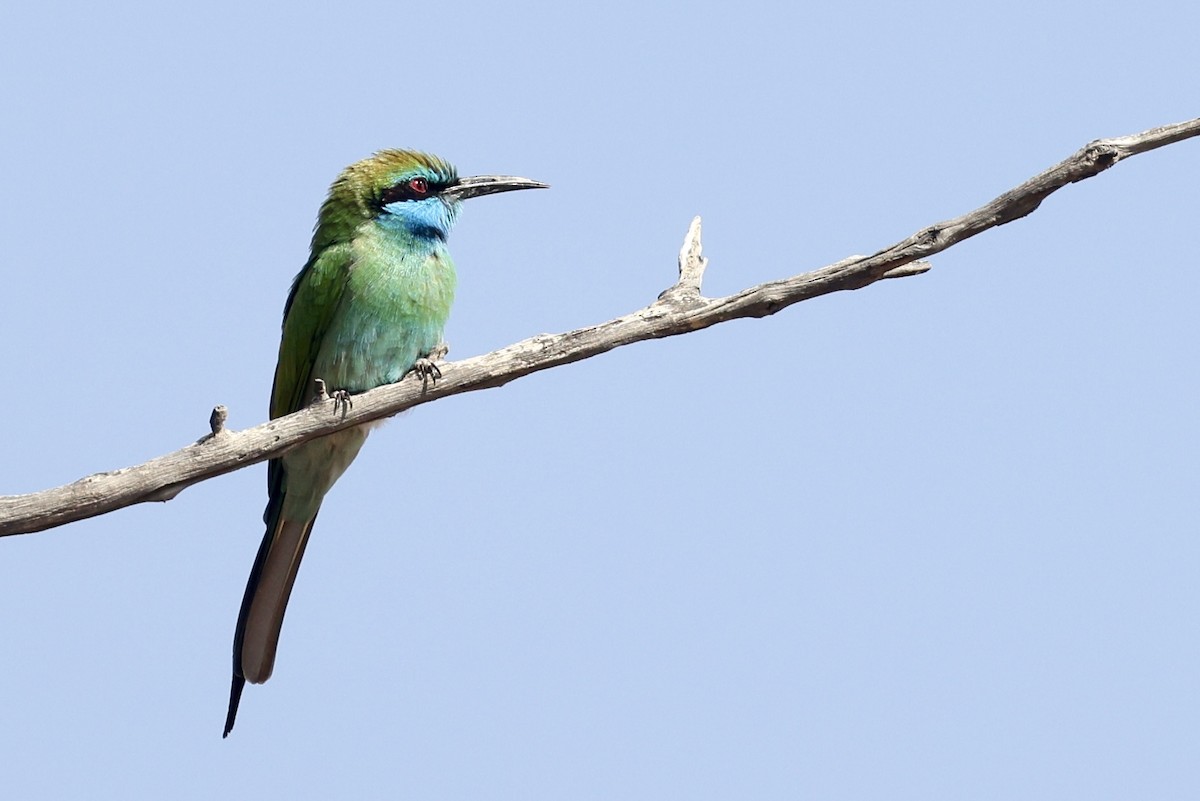 Arabian Green Bee-eater - ML648877728