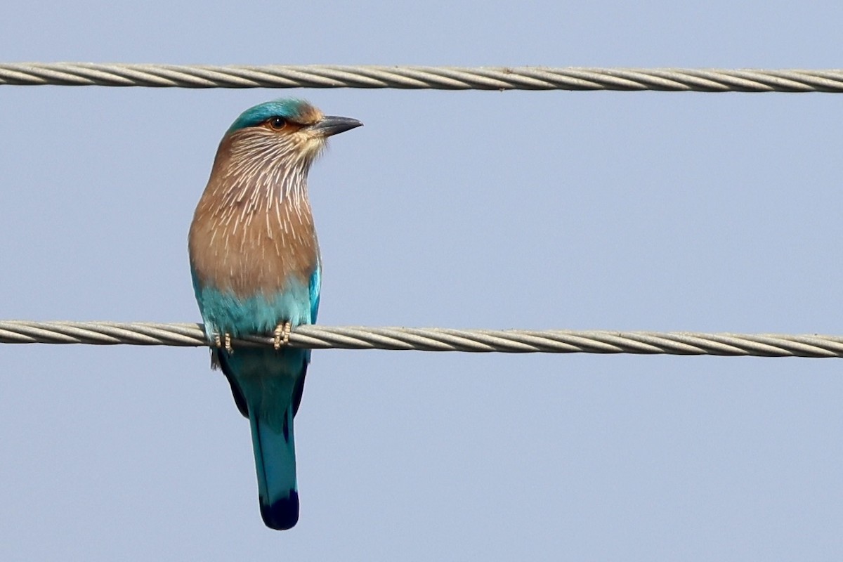 Indian Roller - ML648877731