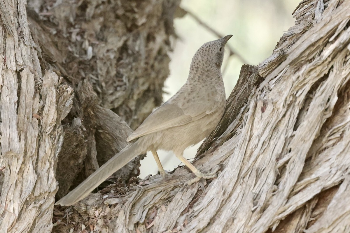 Arabian Babbler - ML648877745