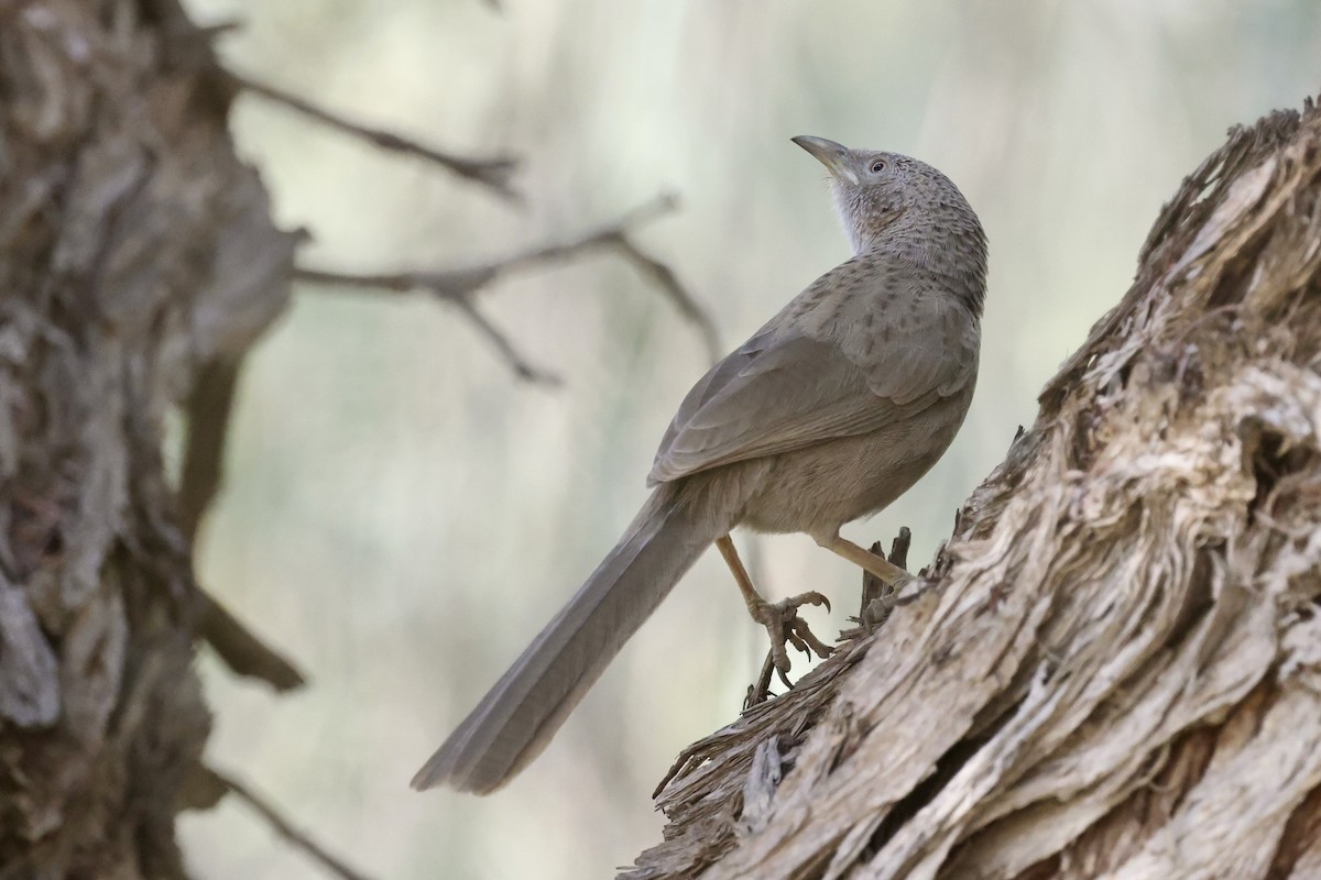 Arabian Babbler - ML648877746