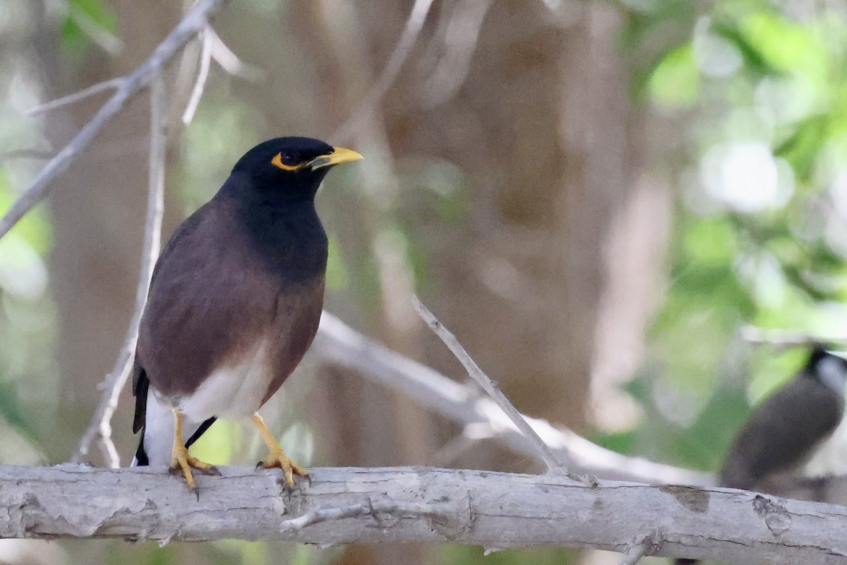 Common Myna - ML648877753