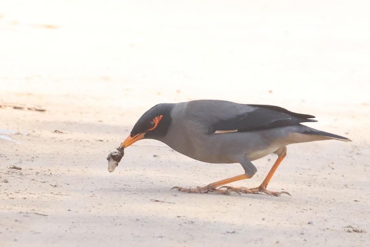 Bank Myna - ML648877769