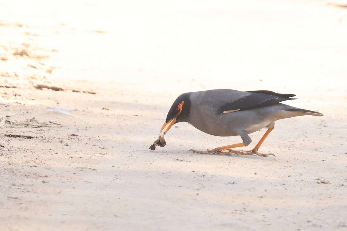 Bank Myna - ML648877770