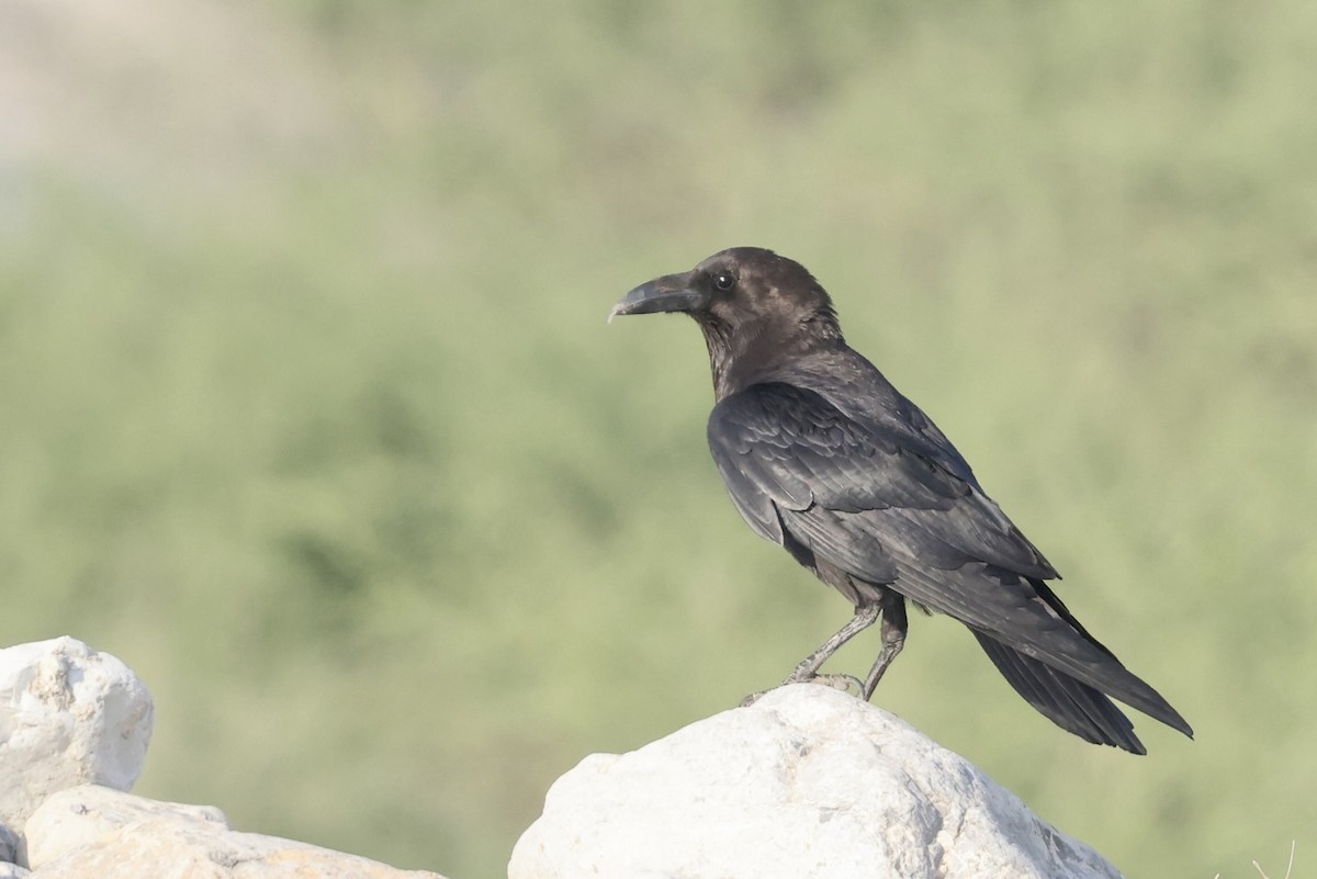 Brown-necked Raven - ML648877815