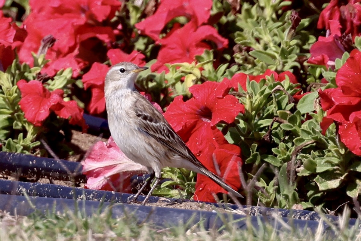 Water Pipit - ML648877880