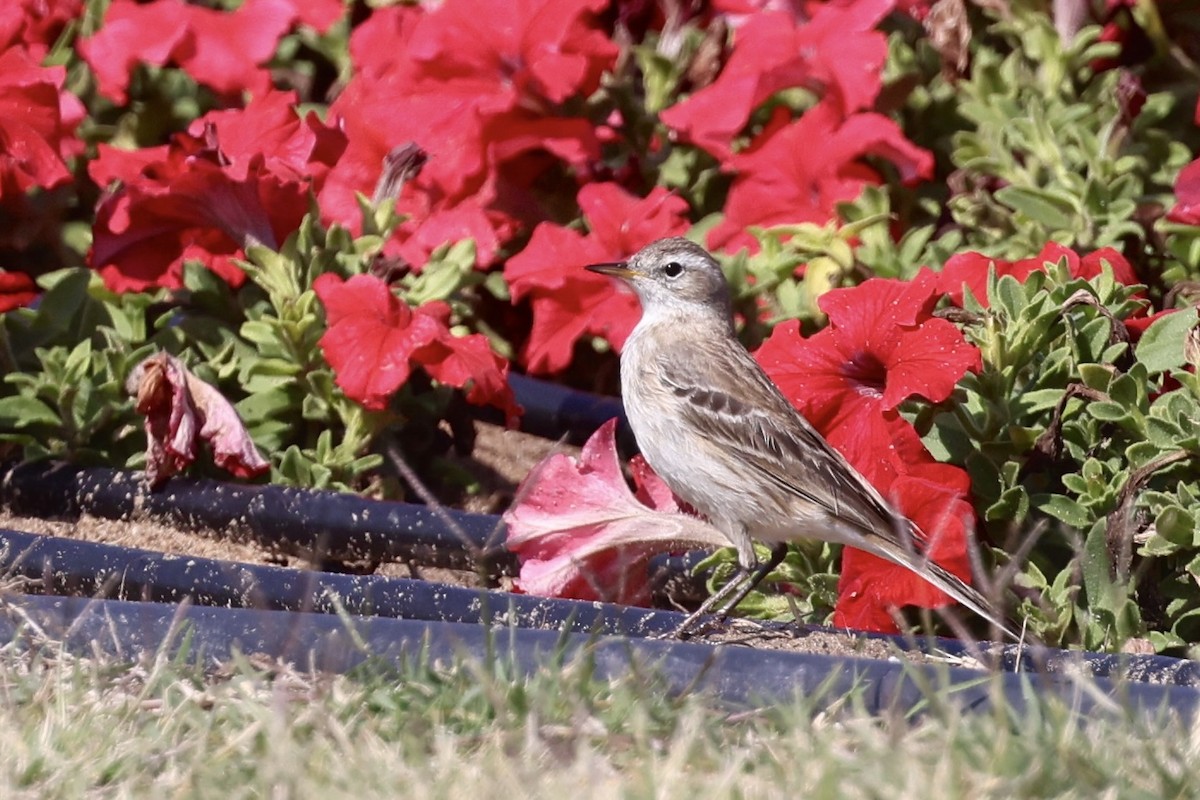Water Pipit - ML648877881