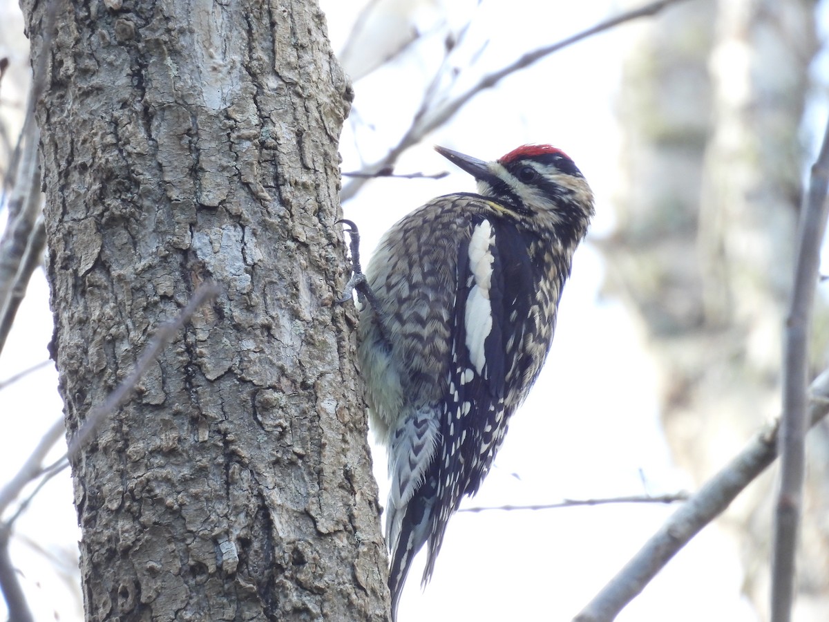 Yellow-bellied Sapsucker - ML648877896