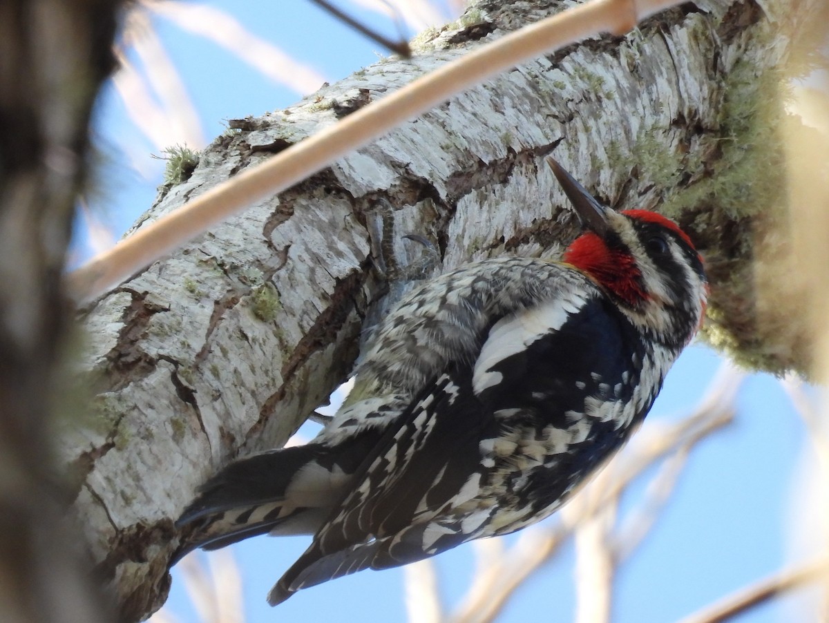 Red-naped Sapsucker - ML648877907