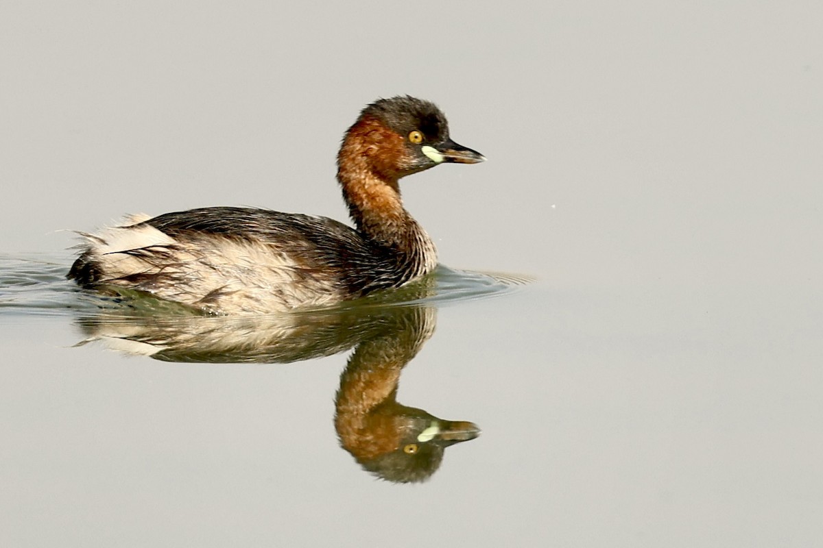 Little Grebe - ML648877970