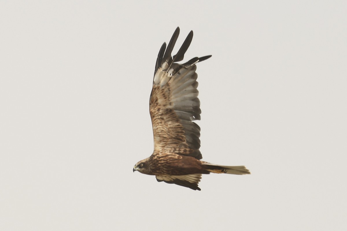 Western Marsh Harrier - ML648878012