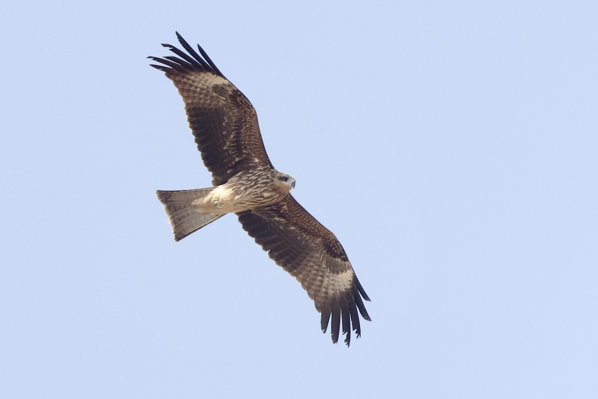 Black Kite - ML648878032