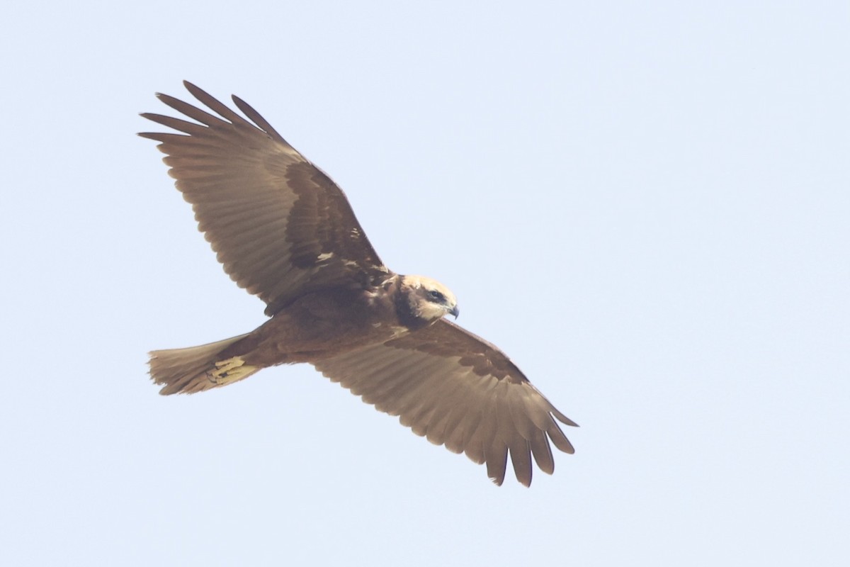 Western Marsh Harrier - ML648878074