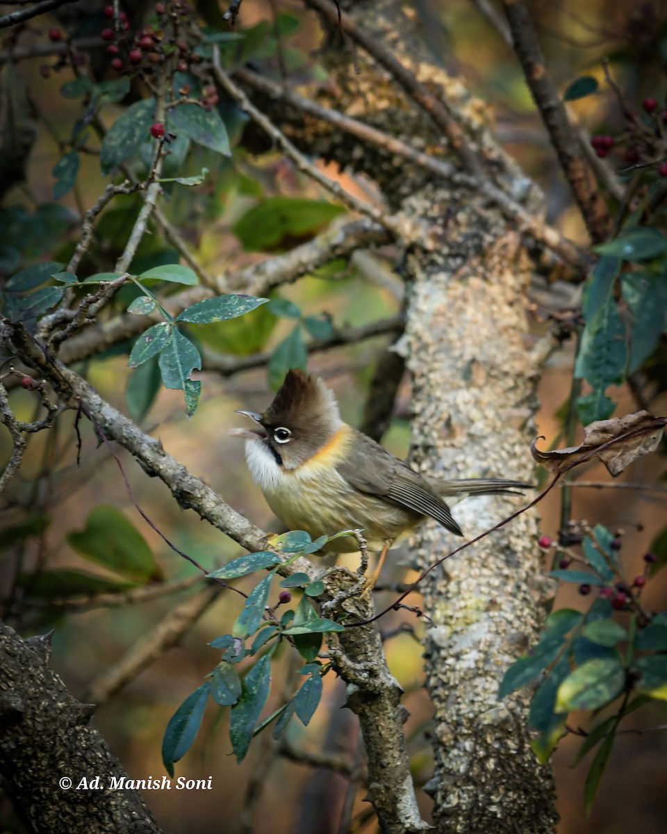 Gelbnackenyuhina - ML648878099