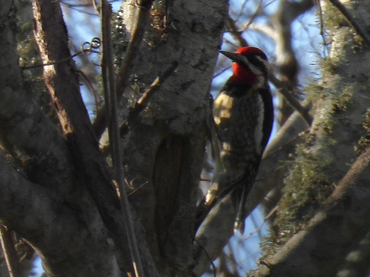 Red-naped Sapsucker - ML648878117