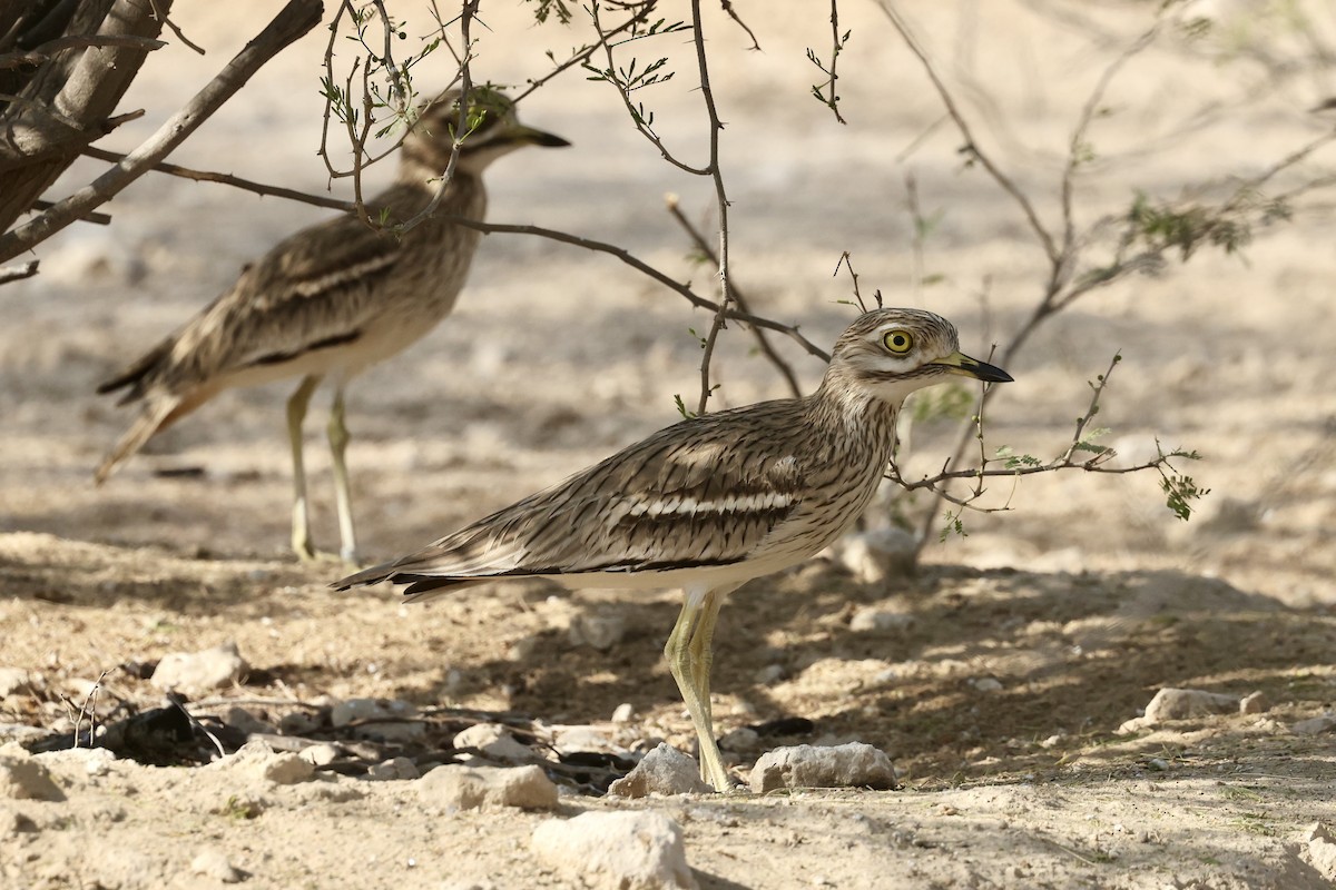 Eurasian Thick-knee - ML648878118