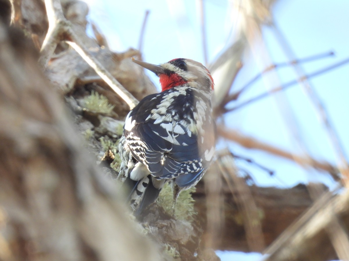Red-naped Sapsucker - ML648878121