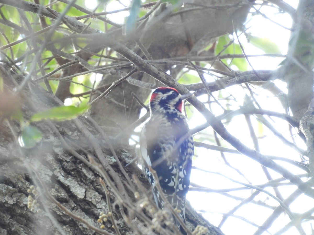 Red-naped Sapsucker - ML648878139